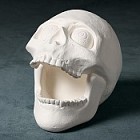 Skull Big Mouth