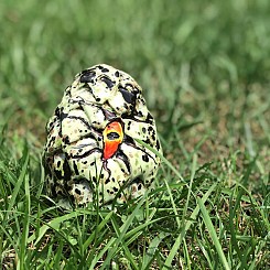 Peeking Dragon Egg